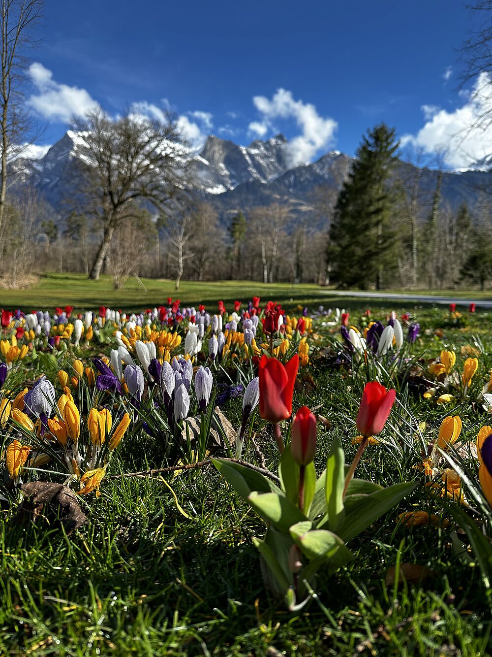 Farbige Tulpen im Vordergrund in rot, gelb und weiss. Im Hintergrund Bäume und ein Bergpanorama.