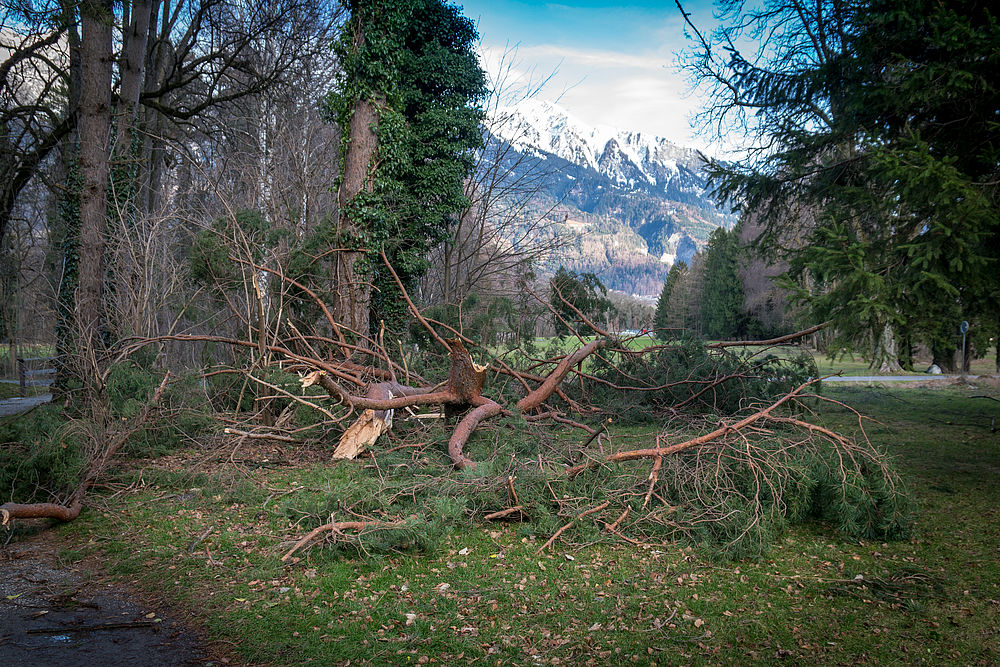Ein umgestürzter Baum liegt auf einer Wiese in einem Park, umgeben von kahlen Bäumen. Im Hintergrund sind schneebedeckte Berge unter einem blauen Himmel zu sehen.